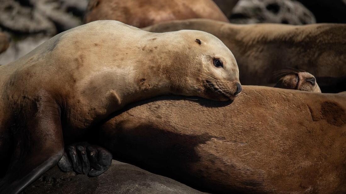 BEST NATURE DOCUMENTARY